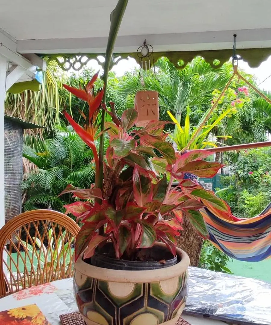 Villa La kaz créole à Bouillante Hébergement de vacances